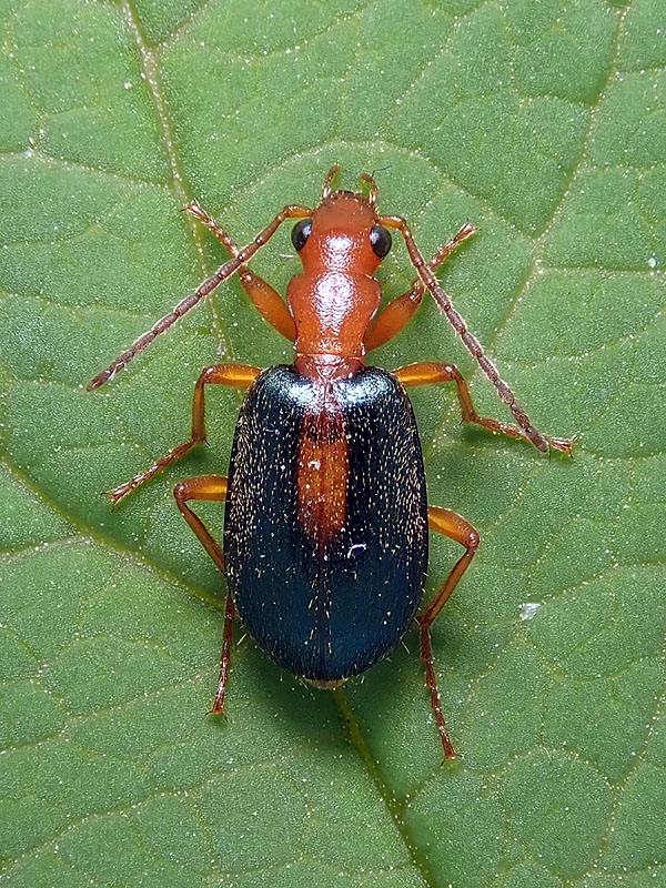 Carabidae: Brachinus sclopeta